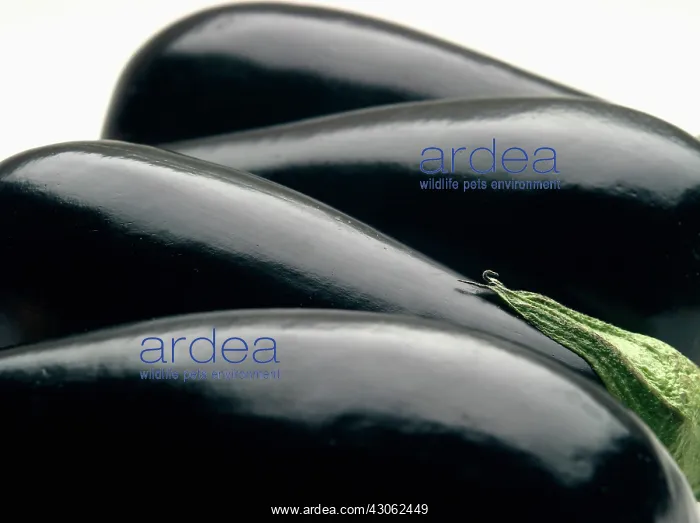 : Aubergine, Solanum melongena : Aubergine, Solanum melongena