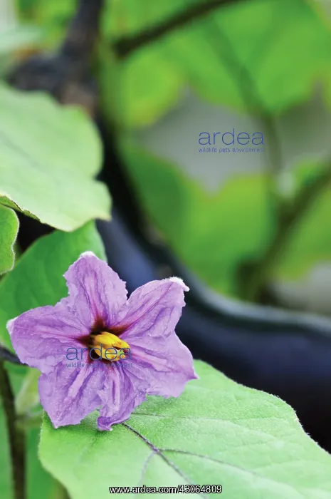 : Aubergine, Solanum melongena : Aubergine, Solanum melongena