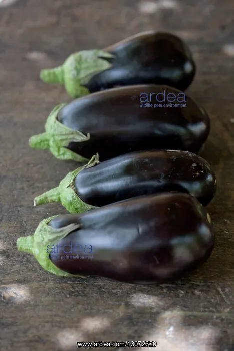 : Aubergine, Solanum melongena : Aubergine, Solanum melongena