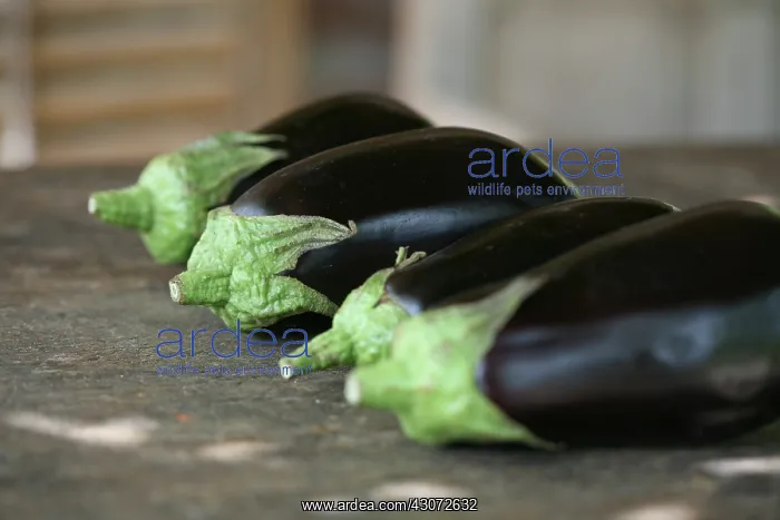 : Aubergine, Solanum melongena : Aubergine, Solanum melongena