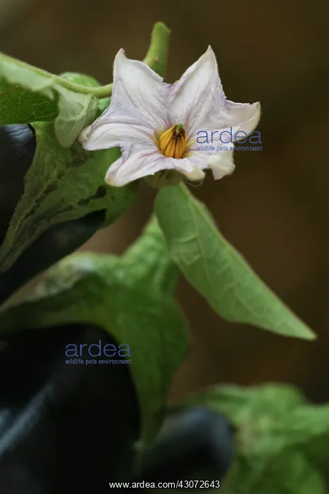: Aubergine, Solanum melongena : Aubergine, Solanum melongena