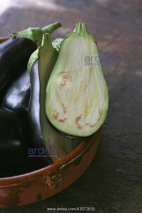 : Aubergine, Solanum melongena : Aubergine, Solanum melongena