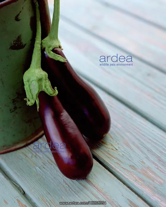 : Aubergine, Solanum melongena : Aubergine, Solanum melongena