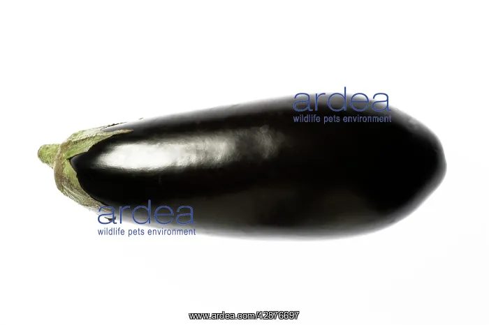  : Aubergine  /  Egg Plant