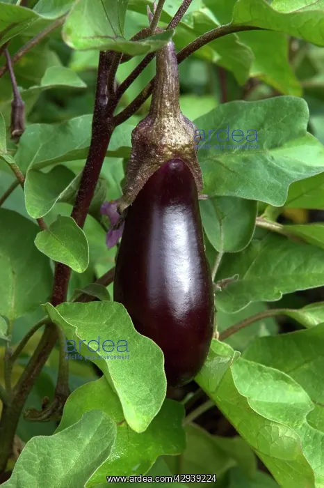 : Aubergine / Eggplant / Brinjal - As part of garden : Aubergine / Eggplant / Brinjal - As part of garden
