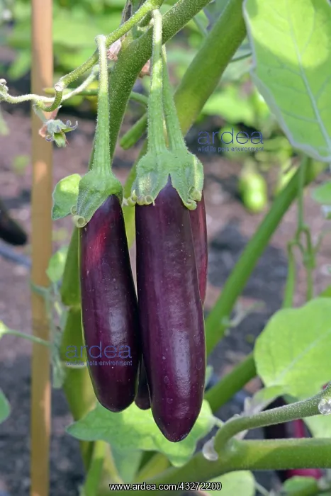 : Aubergines variety Little Fingers. Also known : Aubergines variety Little Fingers. Also known