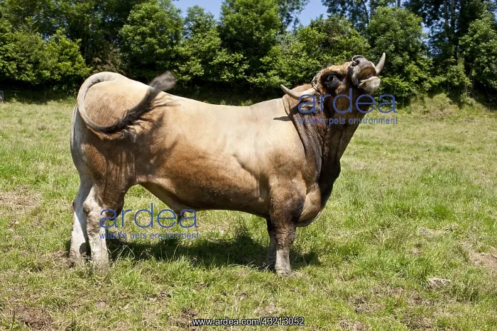 : Aubrac bull meadow grass France : Aubrac bull meadow grass France