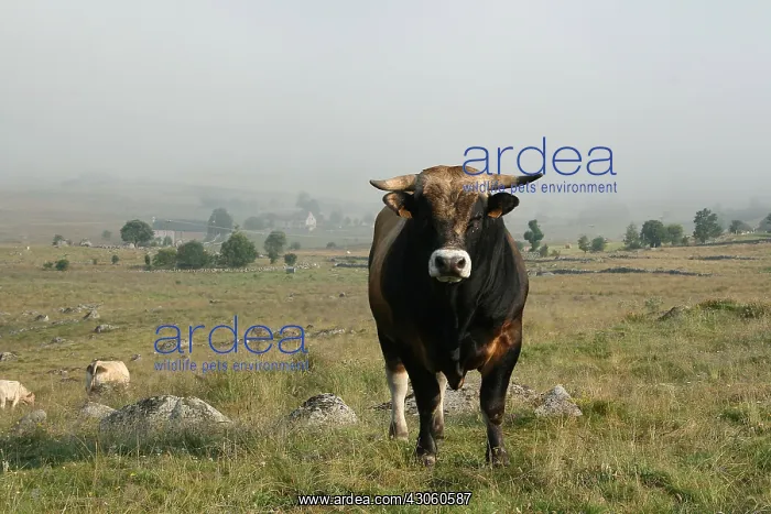 : Aubrac bull in a meadow in Lozere France