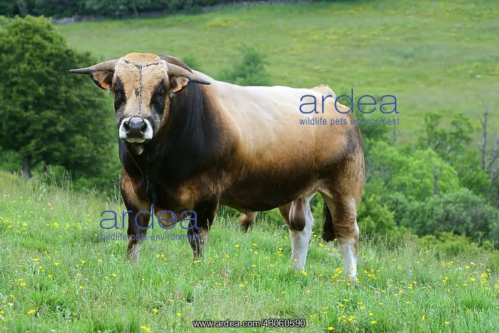 : Aubrac bull in a meadow in Lozere France : Aubrac bull in a meadow in Lozere France