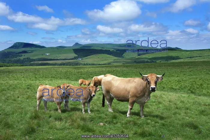 : Aubrac cattle in pasture, cows with calves, Massif : Aubrac cattle in pasture, cows with calves, Massif