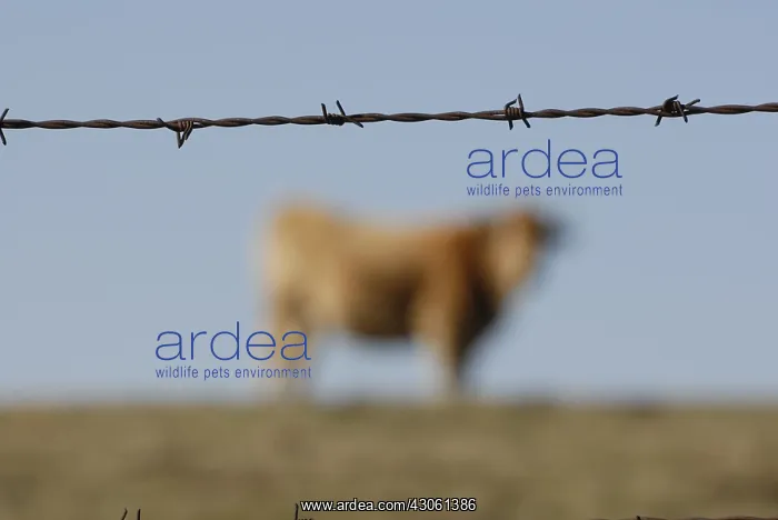 : Aubrac cow barbed wire Saint-Flour Auvergne France : Aubrac cow barbed wire Saint-Flour Auvergne France