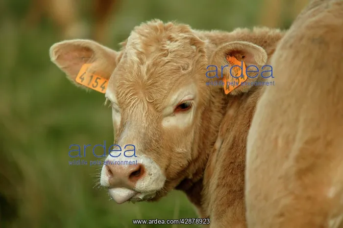  : Aubrac Cow - Calf