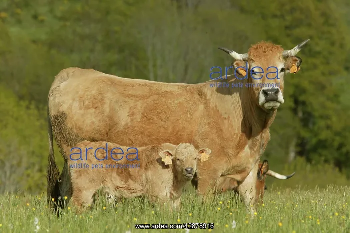  : Aubrac Cow with calf in field
