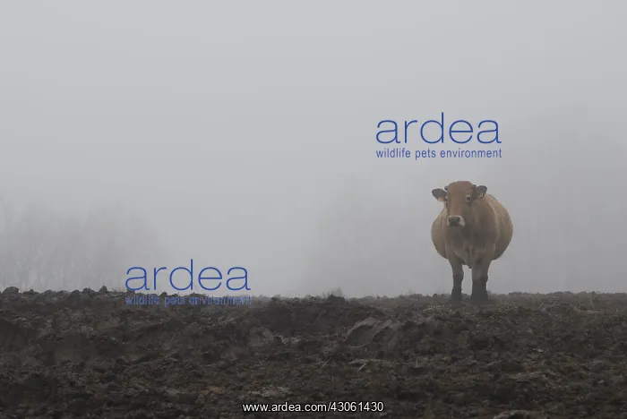 : Aubrac cow in the fog Contraindications strengths Aubrac : Aubrac cow in the fog Contraindications strengths Aubrac