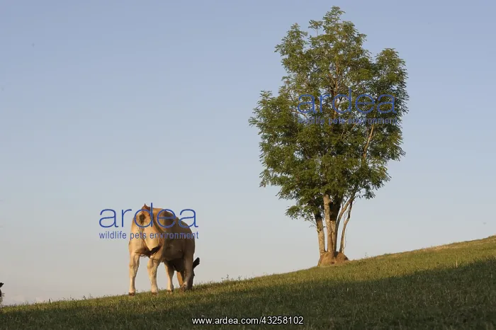 : Aubrac cow grazing near an ash in late summer France : Aubrac cow grazing near an ash in late summer France