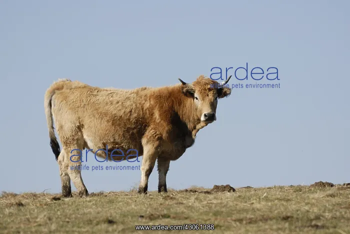: Aubrac cow winter Saint-Flour Auvergne France : Aubrac cow winter Saint-Flour Auvergne France