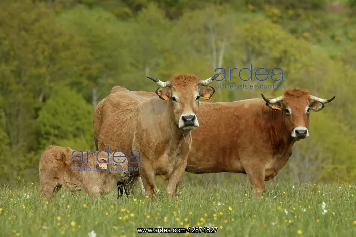  : Aubrac Cows - with calf