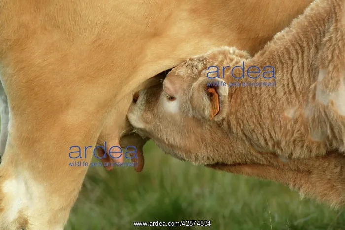  : Aubrac Cows - calf suckling