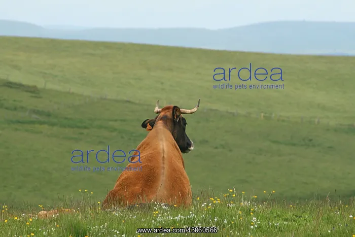 : Aubrac cows in a meadow on the Aubrac France Lozere : Aubrac cows in a meadow on the Aubrac France Lozere