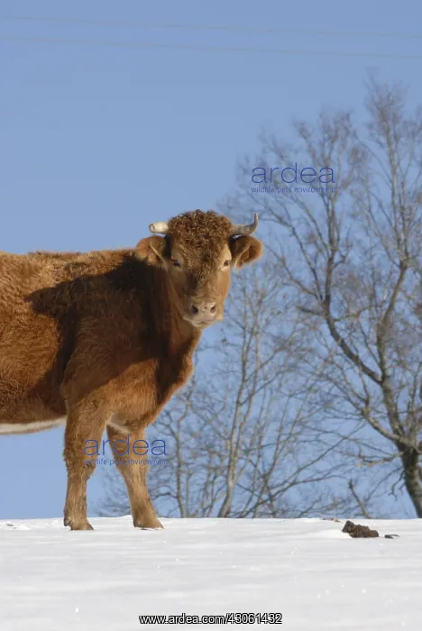  : Aubrac Heifer two years in the snow France