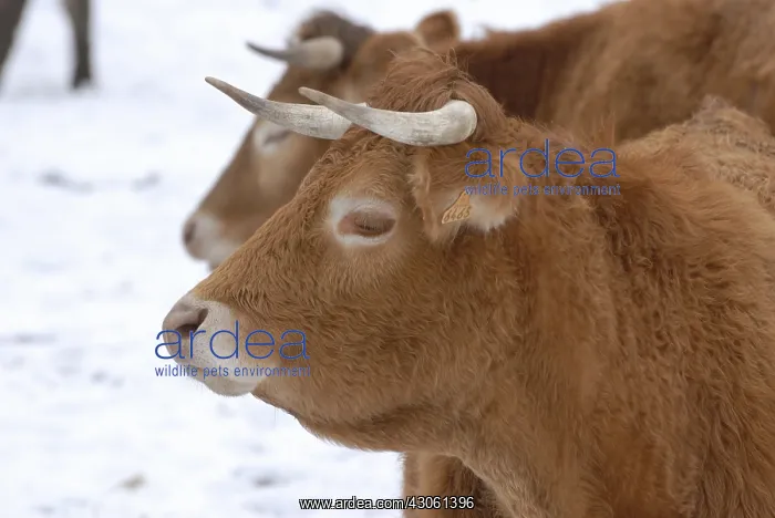 : Aubrac heifers cross two years in winter France : Aubrac heifers cross two years in winter France