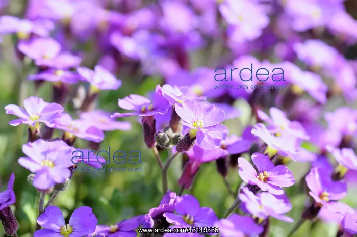 : Aubrieta Doctor Mules, Aubrieta, Aubrieta Doctor : Aubrieta Doctor Mules, Aubrieta, Aubrieta Doctor