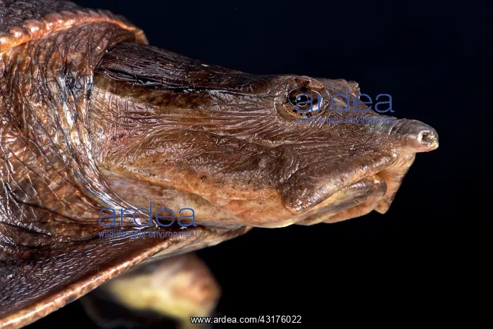 : Aubry's flapshell turtle (Trionychidae), Democratic : Aubry's flapshell turtle (Trionychidae), Democratic