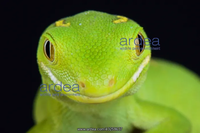 : The Auckland green gecko (Naultinus elegans) is : The Auckland green gecko (Naultinus elegans) is