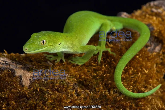 : The Auckland green gecko (Naultinus elegans) is : The Auckland green gecko (Naultinus elegans) is