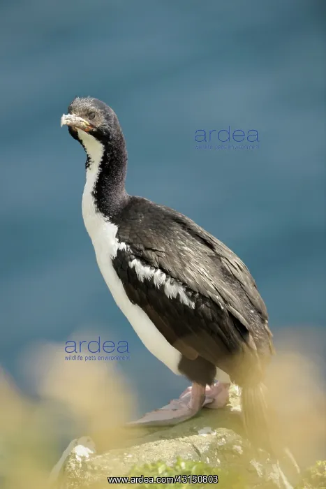 : Auckland Island shag : Auckland Island shag
