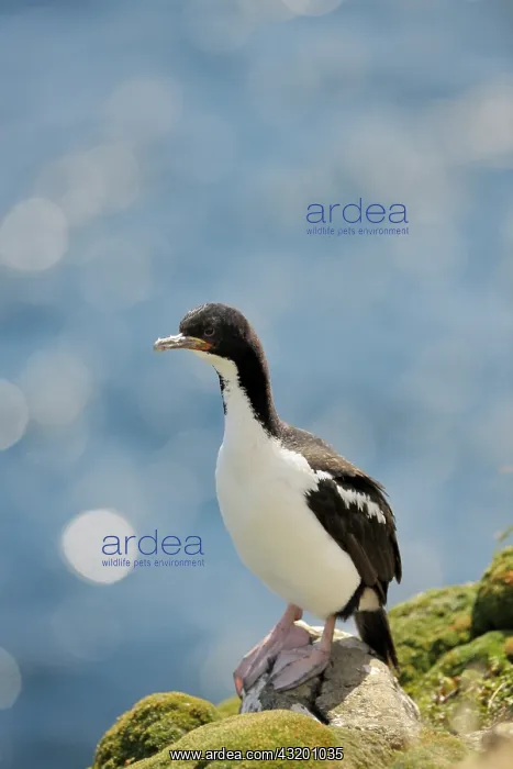 : Auckland Island shag : Auckland Island shag