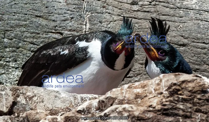 : Auckland Shag adult male and female at nest : Auckland Shag adult male and female at nest