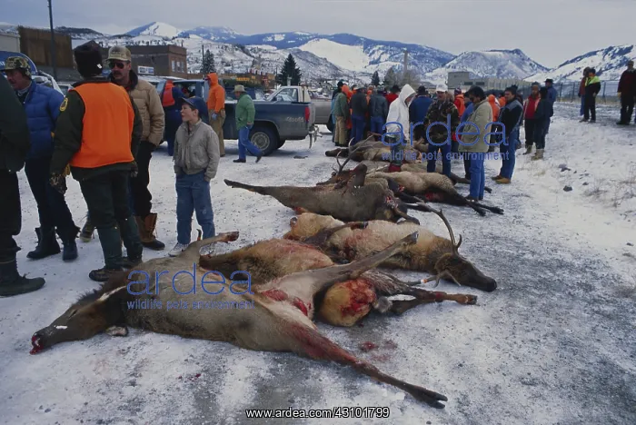 : Auctioning Poached Game : Auctioning Poached Game