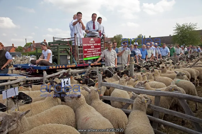 : Auctioning Sheep from horse and cart : Auctioning Sheep from horse and cart