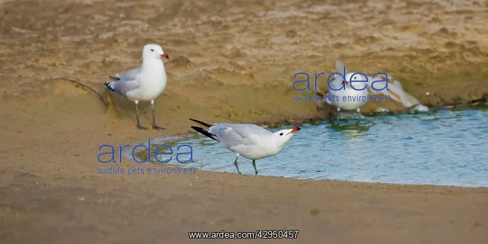 : Audoiuns Gull - adults drinking fresh water : Audoiuns Gull - adults drinking fresh water