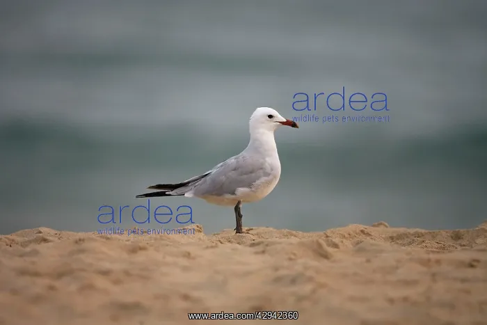 : Audouin's Gull : Audouin's Gull