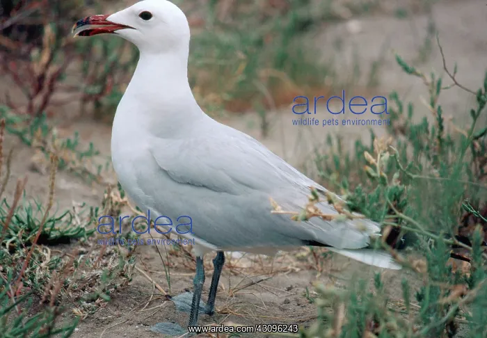 : Audouin's Gull : Audouin's Gull