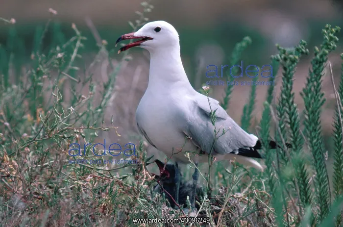 : Audouin's Gull : Audouin's Gull
