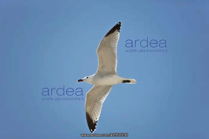 : Audouins Gull - adult summer gull - in flight : Audouins Gull - adult summer gull - in flight