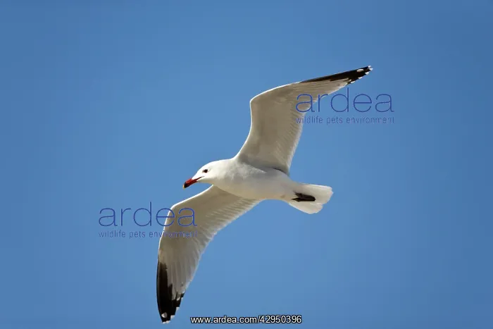 : Audouins Gull - adult summer gull - in flight : Audouins Gull - adult summer gull - in flight