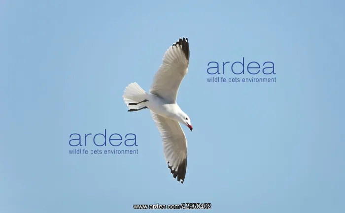 : Audouins Gull - adult summer gull - in flight : Audouins Gull - adult summer gull - in flight