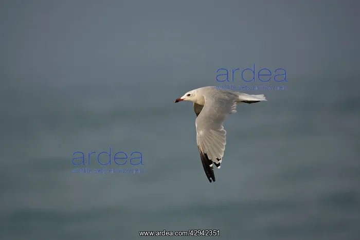 : Audouin's Gull in flight : Audouin's Gull in flight