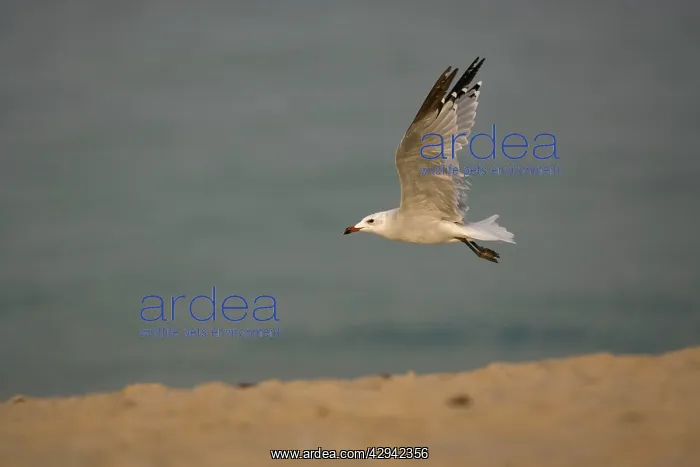 : Audouin's Gull in flight : Audouin's Gull in flight