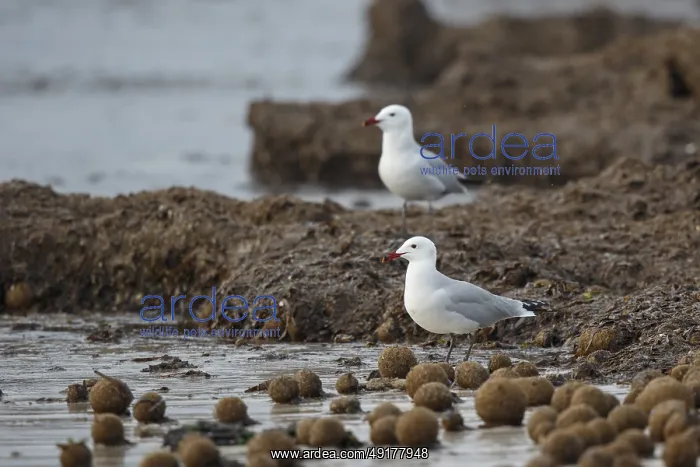 : Audouin's Gull (Ichthyaetus audouinii) : Audouin's Gull (Ichthyaetus audouinii)