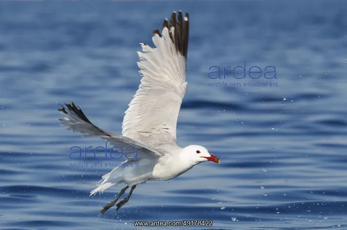 : Audouin's Gull (Ichthyaetus audouinii) flying : Audouin's Gull (Ichthyaetus audouinii) flying