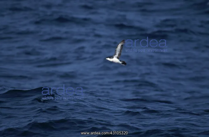 : Audubon's Shearwater : Audubon's Shearwater