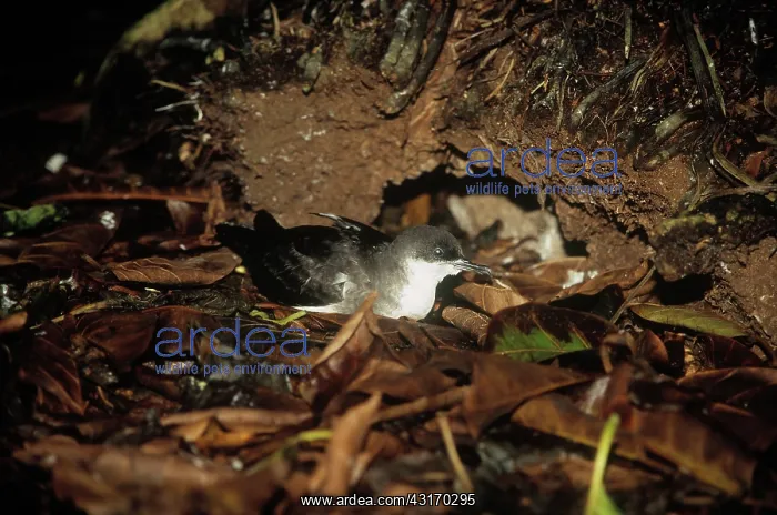  : Audubon's Shearwater