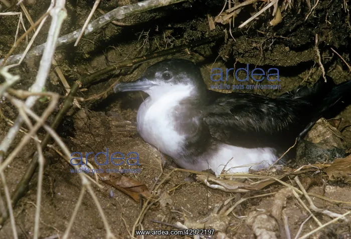 : Audubon's Shearwater - on nest : Audubon's Shearwater - on nest