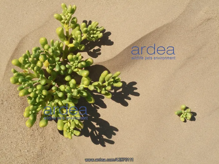 : Augea capensis - succulent plant that grows in arid regions : Augea capensis - succulent plant that grows in arid regions