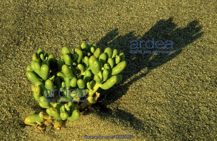 : Augea capensis - Succulent plant of the Namib Desert : Augea capensis - Succulent plant of the Namib Desert